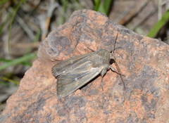 Mythimna phlebitis