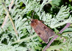 Netrocerocora quadrangula