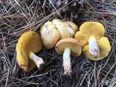 Suillus kaibabensis