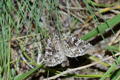 Pachetra sagittigera