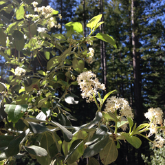 Ceanothus incanus