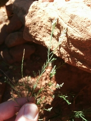 Polygala scoparioides