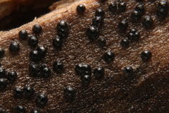 Rosellinia corticium