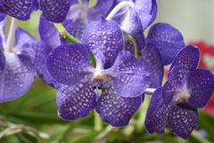 Vanda