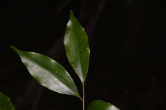 Cryptocarya meisneriana