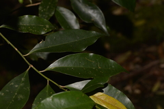 Cryptocarya meisneriana