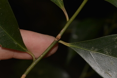 Cryptocarya meisneriana