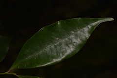 Cryptocarya meisneriana