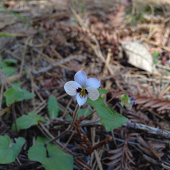 Viola ocellata
