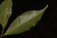 Cryptocarya meisneriana