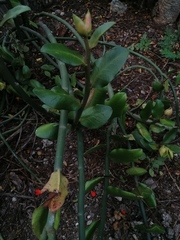 Euphorbia tithymaloides