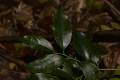 Cryptocarya meisneriana