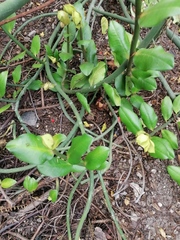 Euphorbia tithymaloides