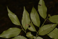 Cryptocarya meisneriana