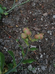 Euphorbia tithymaloides