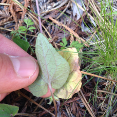 Viola ocellata