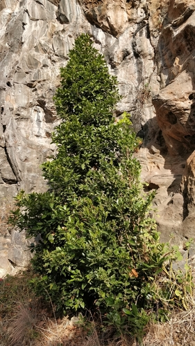 Barbusano