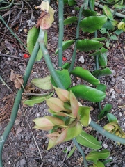 Euphorbia tithymaloides