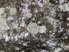 Lepraria normandinoides