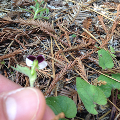 Viola ocellata
