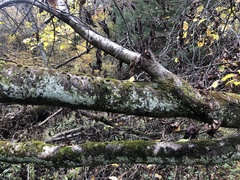 Dictyocatenulata alba