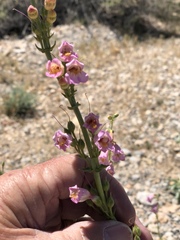 Penstemon bicolor roseus