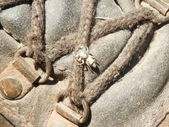 Balmaceda nigrosecta