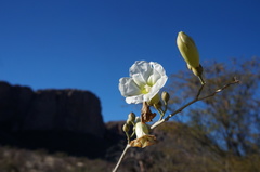 Ipomoea arborescens