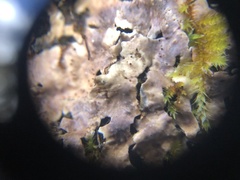 Nectriopsis rubefaciens