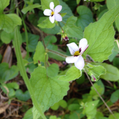 Viola ocellata