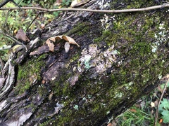 Nectriopsis rubefaciens