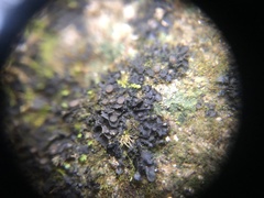 Scytinium dactylinum