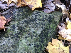 Scytinium dactylinum