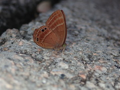 Abisara echerius