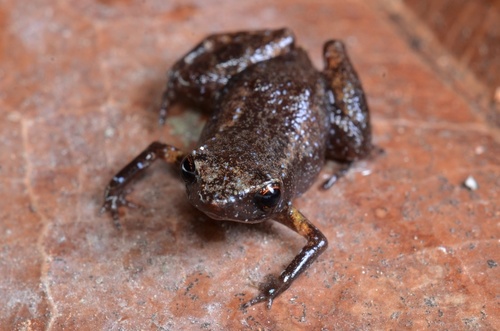 Adelophryne meridionalis