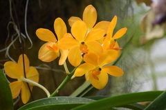 Vanda