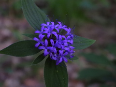 Crusea hispida