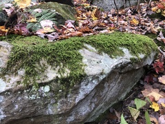 Lecanora pseudistera