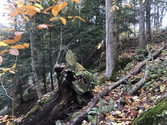 Lecanora pseudistera