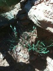 Polygala scoparioides