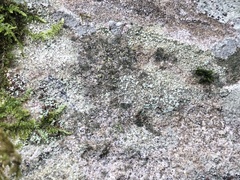 Porpidia degelii