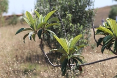 Eriobotrya japonica