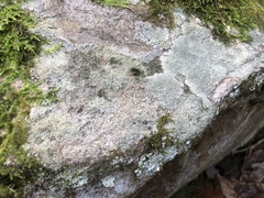 Porpidia degelii