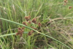 Cyperus solidus