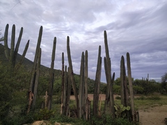 Lemaireocereus hollianus