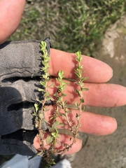 Lysimachia minima