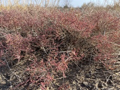 Reaumuria songarica