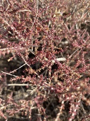 Reaumuria songarica