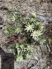Petrophile brevifolia