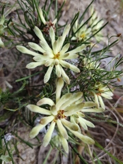 Petrophile brevifolia